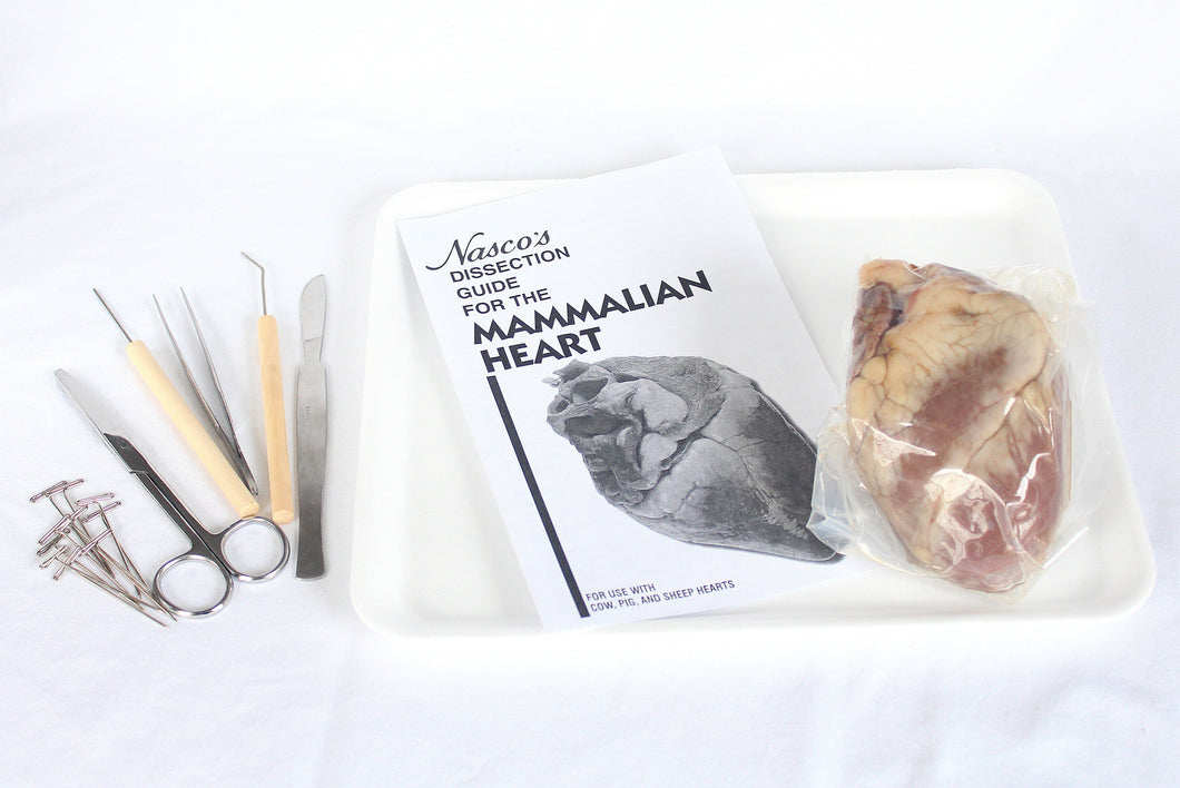 Sheep Heart Dissection Kit